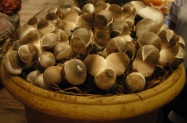 jamur merang ditanam dalam pot1